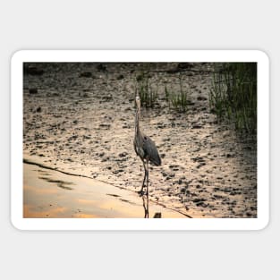 Great heron of Calabash Sticker